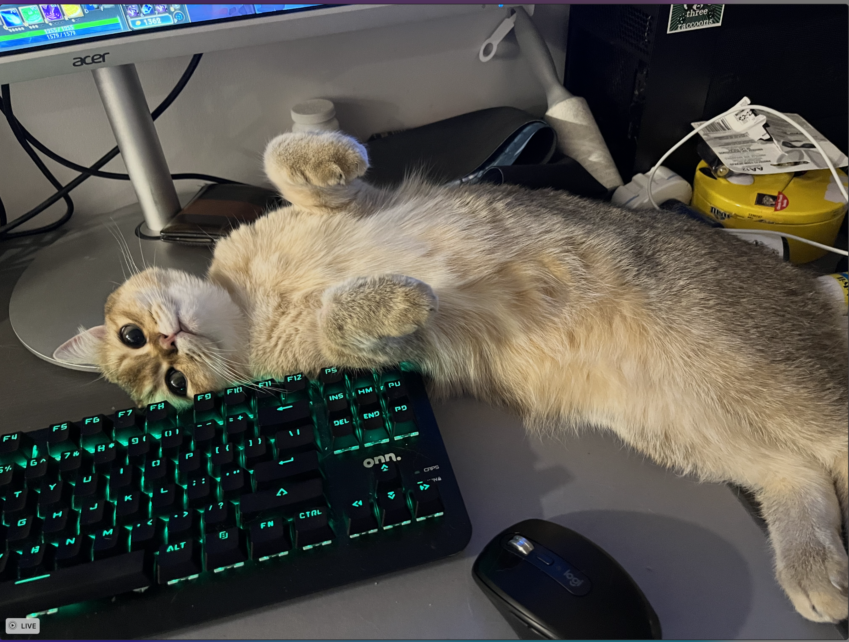 Beans relaxing on keyboard