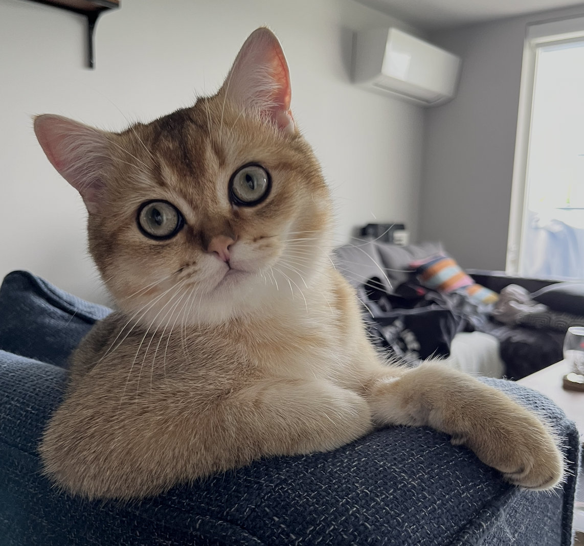 Beans the British Shorthair